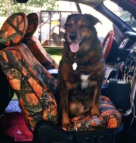 Dog Seat Covers